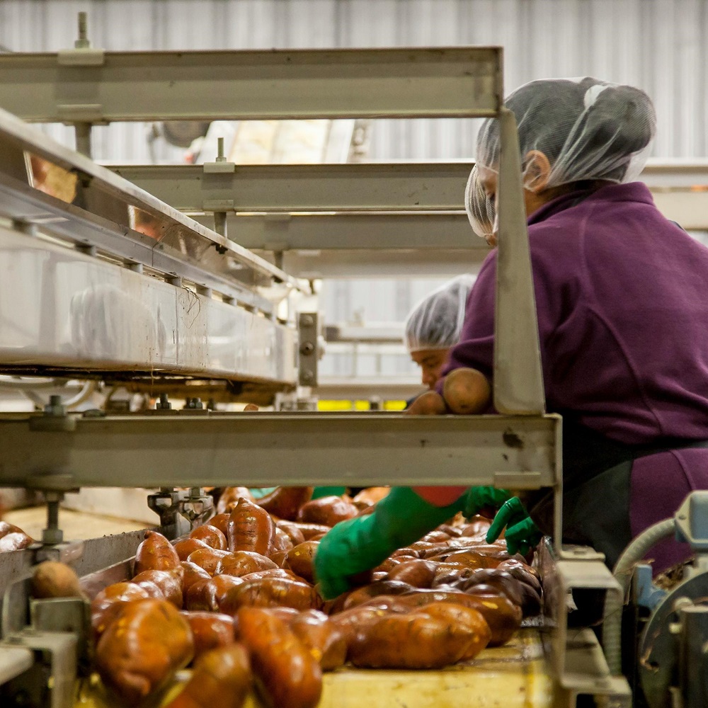 ISO HACCP: Standar Keamanan Pangan & Cara Sertifikasinya